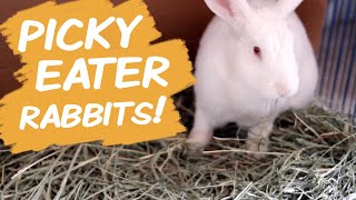 Picky Rabbits! 10 Tips to Get Rabbits to Eat More Hay