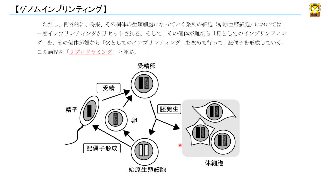 ゲノムインプリンティング 【高校生物】 YouTube