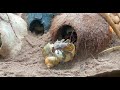 The hermit crabs get new shells! See the whole (drama-filled) shell changing process - it's amazing!