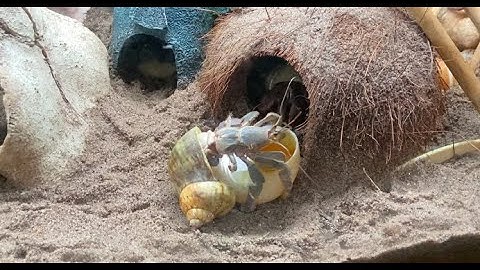 The hermit crabs get new shells! See the whole (drama-filled) shell changing process - it