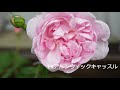 2018春のバラ早咲き編　2018 Spring of early flowering of roses (narrow my garden of roses