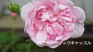 2018春のバラ早咲き編　2018 Spring of early flowering of roses (narrow my garden of roses