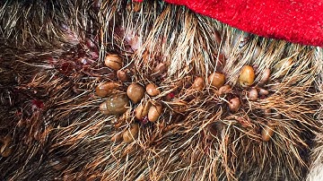 Protect Your Dog From Many Ticks Attacking - How We Can Remove All Ticks From Poor Dog