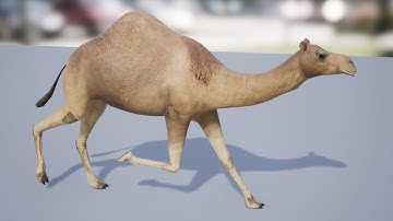 Medhue Camel for sale in Unreal Engine!