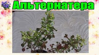 Альтернантера Бетцика (A. bettzickiana). Всё об уходе и содержании видео Альтернантера (Alternantera Forsk.)