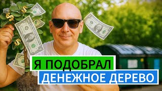 видео: Подобрал ДЕНЕЖНОЕ ДЕРЕВО! картинка: Подобрал ДЕНЕЖНОЕ ДЕРЕВО!
