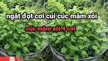 ngắt đọt cơi cúi cho cúc mâm xôi 4 cơi