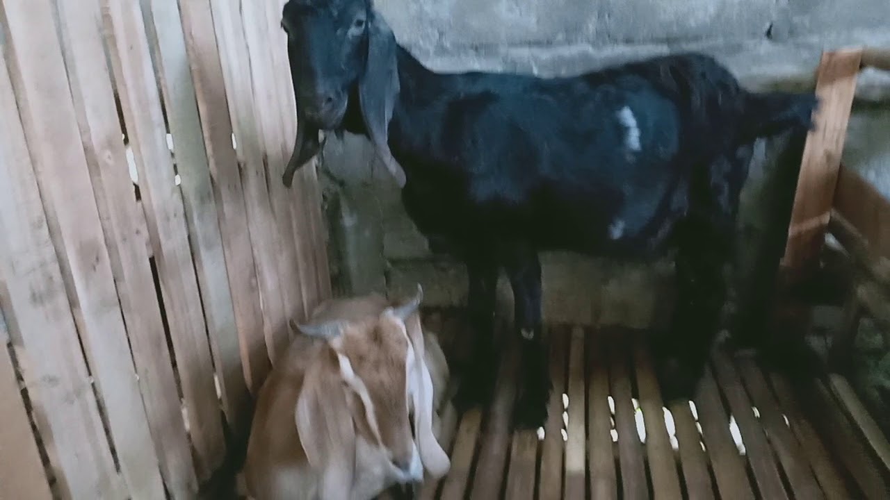 Kambing Boer Kelompok Ternak Sumber Hasil Sumbersuko Gempol Youtube