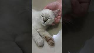 Download Lagu Cat Ruka.  Ingin dimanja manja. MP3 Download Lagu Cat Ruka.  Ingin dimanja manja. MP3