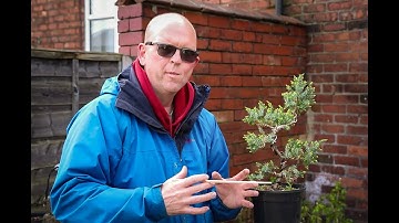 Bonsai philosophy while removing wire