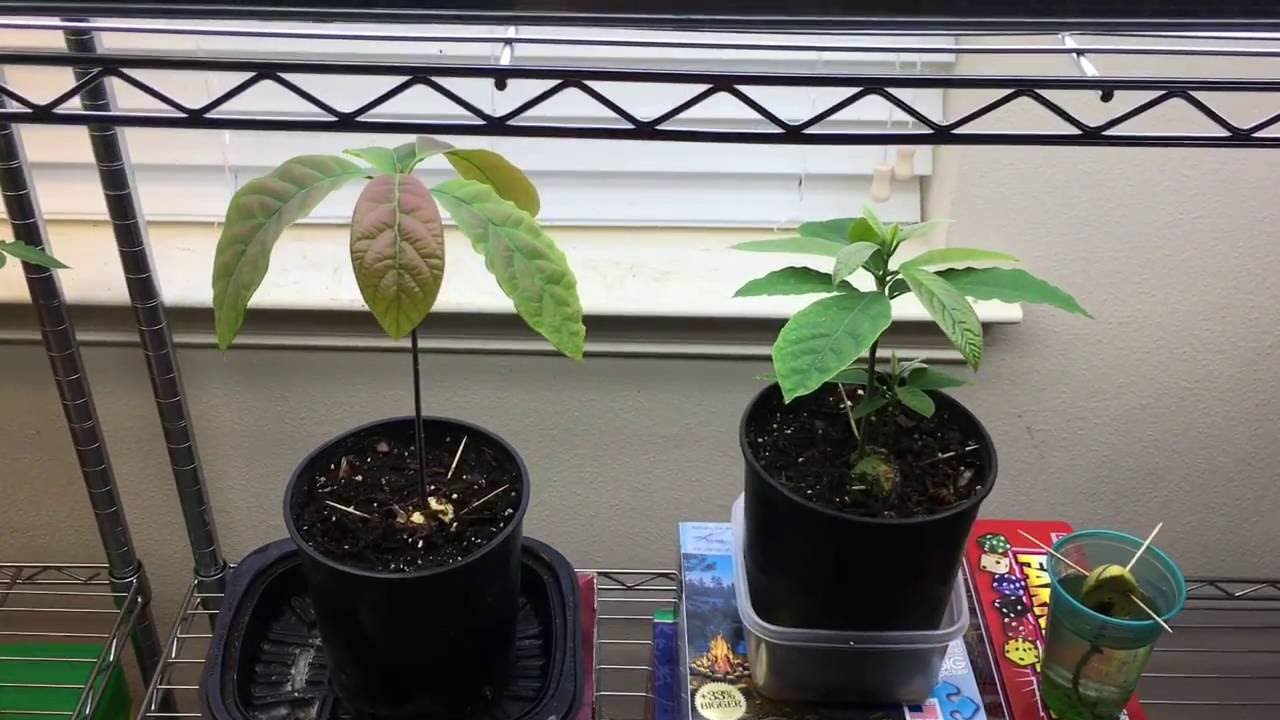 How to Grow an Avocado Tree From Seed - Haas