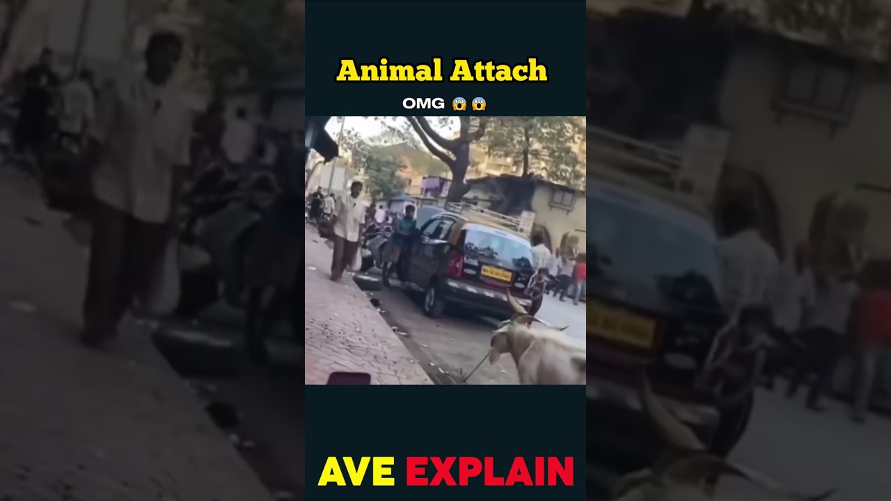 Animal attack In Public | 