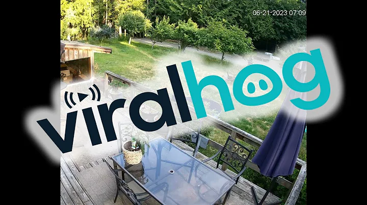 Dog Gets Stuck in Chair While Trying to Chase Coyote || ViralHog