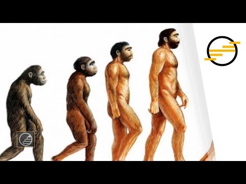 Videó: Mi az evolúció a 10. biológia osztályban?