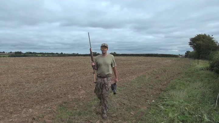 Pigeon Decoying over Disced Stubble