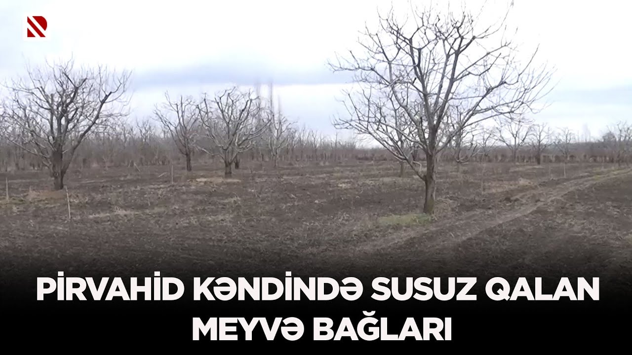 Pirvahid kəndində susuz qalan meyvə bağları