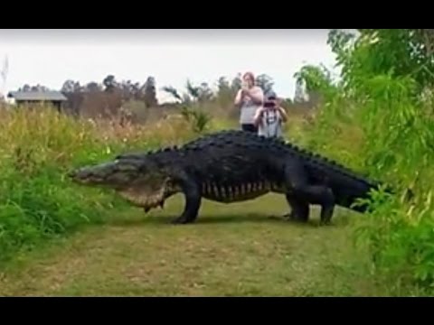 15 foot giant alligator