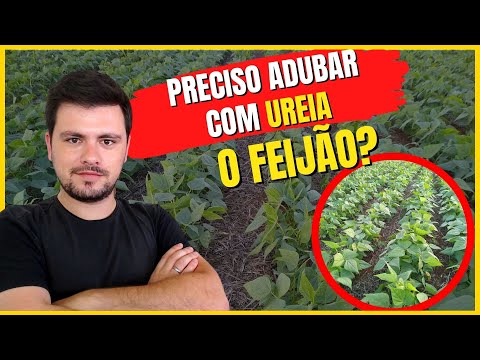 Vídeo: Cuidados com feijão bóer - Saiba mais sobre as condições de cultivo do feijão bóer