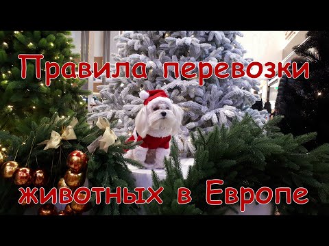 Как путешествовать на всех видах транспорта по Европе с собакой? Правила перевозки животных паромом.