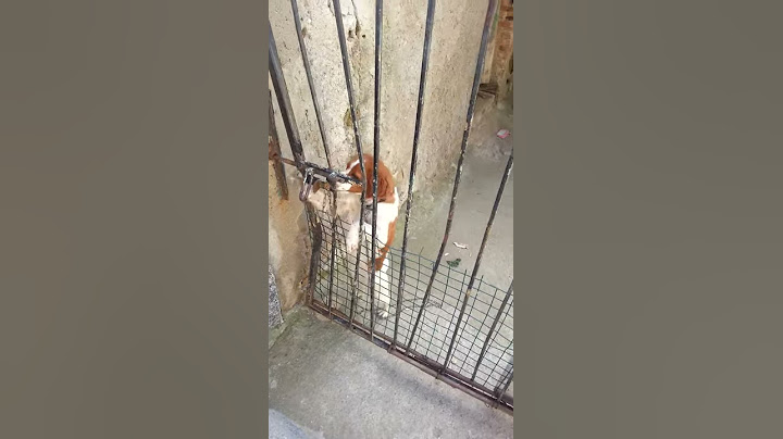 quanto un cane può essere intelligente.3gp
