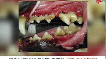 Porque o dente do cachorro sangra?