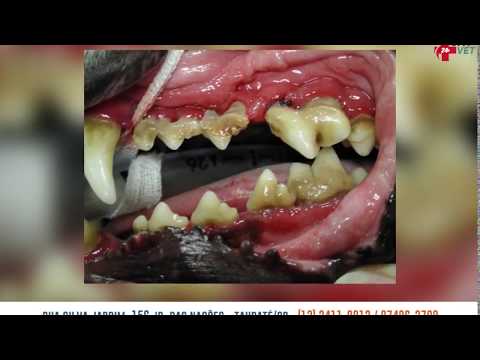 Vídeo: Doença Bucal Na Medicina Animal De Estimação