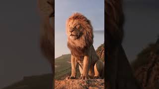 صوت الأسد - زئير الأسد - Lion Roar