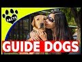 Service Dogs: Top 5 Service Dog Breeds Guiding the Blind - Guide Dogs 101 - Animal Facts Service Dogs: Top 5 Service Dog Breeds Guiding the Blind - Guide Dogs 101 - Animal Facts