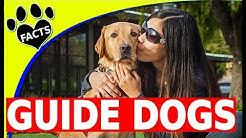 Service Dogs: Top 5 Service Dog Breeds Guiding the Blind - Guide Dogs 101 - Animal Facts 