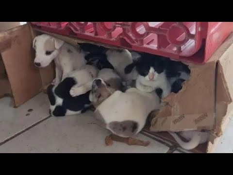 वीडियो: जॉगर 19 परित्यक्त Puppies युक्त एक बॉक्स को हटाता है