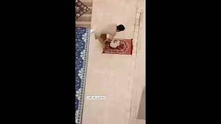 кошка в мечети