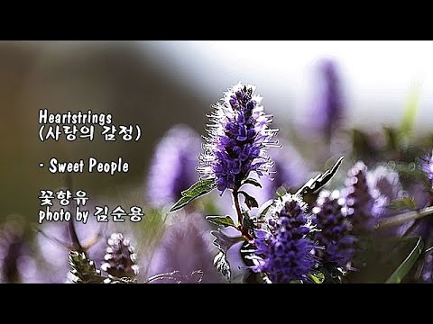 꽃향유 &amp;amp; Heartstrings (사랑의 감정)/<strong>Sweet</strong> People &amp;amp; photo <strong>by</strong> 김순용