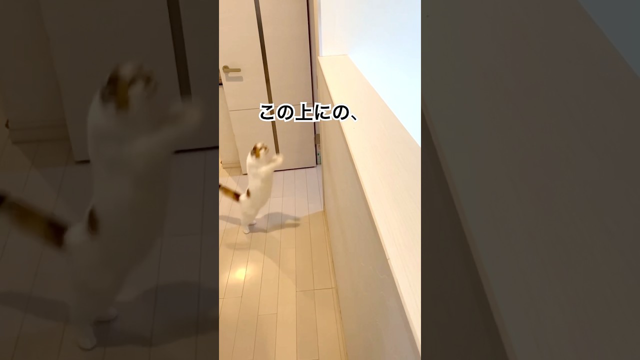 猫の運動神経😆 #cat #猫 #猫のいる暮らし #ねこのいる生活 #猫飛べるはず