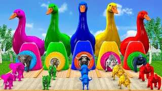 Long Slide Game With Elephant Gorilla Buffalo Hippopotamus Tiger - 3d Animal Game - Funny 3d Animals