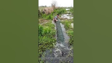 Ingenious fishing method using a series of traps