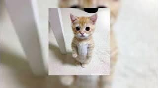 Lil Wayne ft. Bobby V. - Mrs. Officer (𝑠𝑝𝑒𝑑 𝑢𝑝)