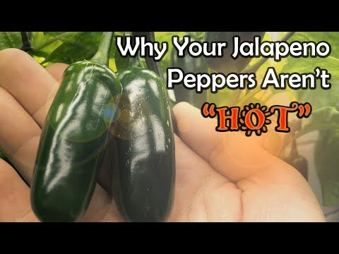 Video: Jalapenos Not Getting Hot - How To Get Hot Jalapeno Peppers