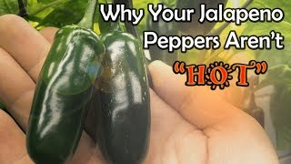 3 Reasons why your Peppers Aren't Getting Hot/Spicy