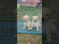 Labrador female puppys available 📞.9052112295