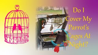 Do I Cover My 🦜 Parrots Cages At Night 🌝? #Parrot_Bliss