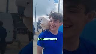 You Should Listen To The Parrot