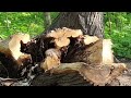 Белочка. Видео для настроения.