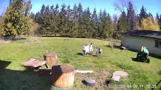 Coyote Chases Chicken  Goats to the Rescue!