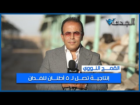 مصر زرعت القمح النووي بإنتاجية تصل ل 5 أطنان للفدان مذهل