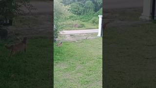 เมื่อพวกเขา เจอเข้ากับสิ่งนี้ #wildlife #animals #nature #ular #snake #python #buaya #kingcobra