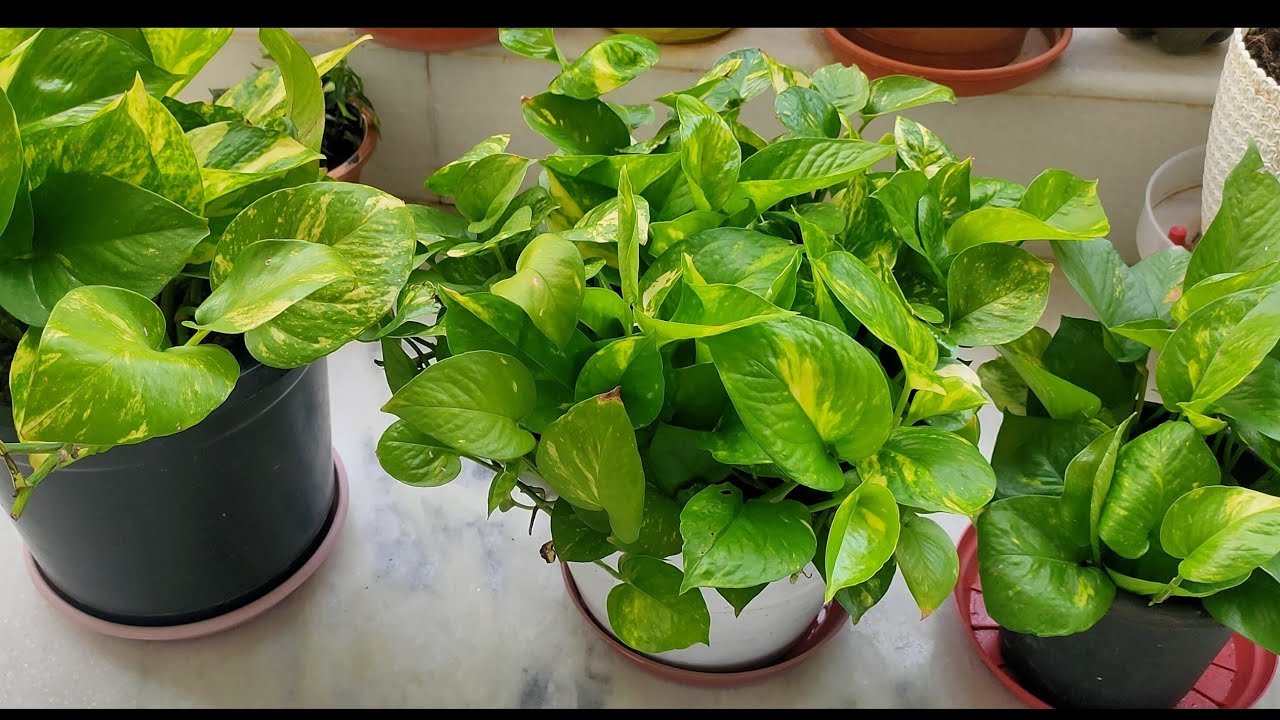 Best Potting Mix for Money Plants My Secret of growing Money Plants