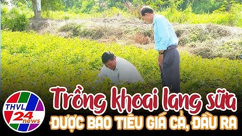 Trồng khoai lang sữa được bao tiêu giá cả, đầu ra