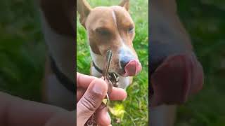 Basenji finds my keys!