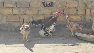 Roosters Compete to Get the Love of a Hen