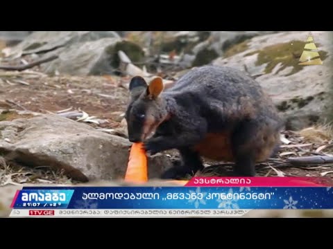 ალმოდებული „მწვანე კონტინენტი“